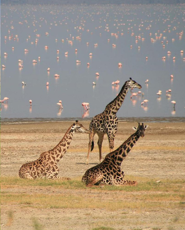 A hippo in Lake Manyara Arusha Tanzania