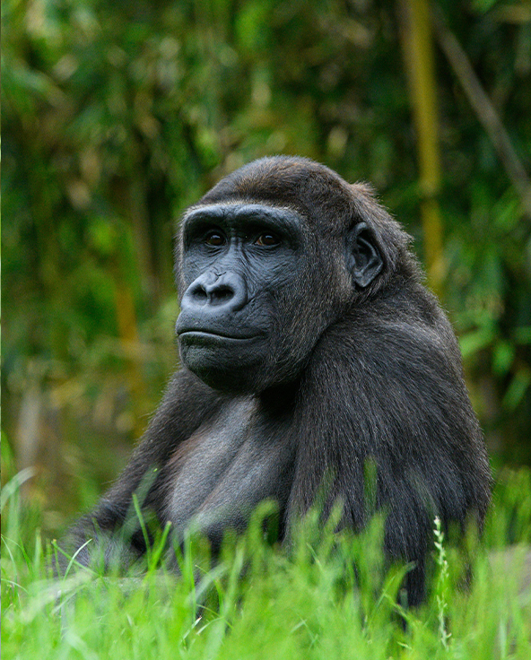 A gorilla emerges from the dense forest, Rwanda