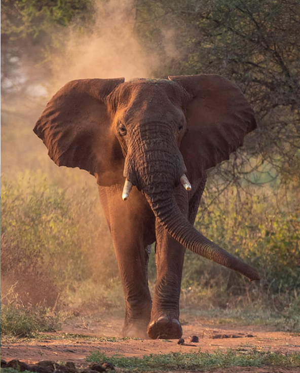 A giraffe's head appears over the foliage in Tarangire, Tanzania