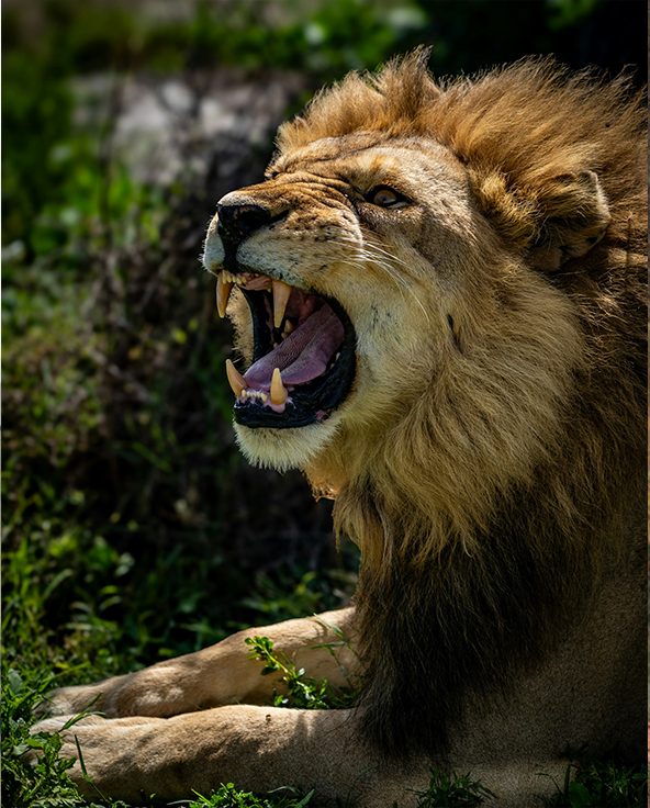 A pair of lionesses rest in the sand in Ruaha, Tanzania
