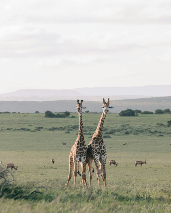 A stormy sky of over the endless plains of the Serengeti where wildbeest roam