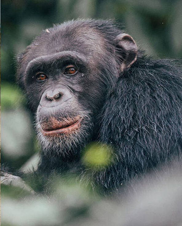 An alpha male chimpanzee - Rubondo Island