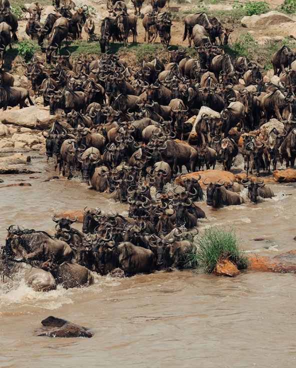 Namiri Plains, Serengeti National Park, wildlife, herd of wildebeest grazing and drinking water, mountains in the backgrounf