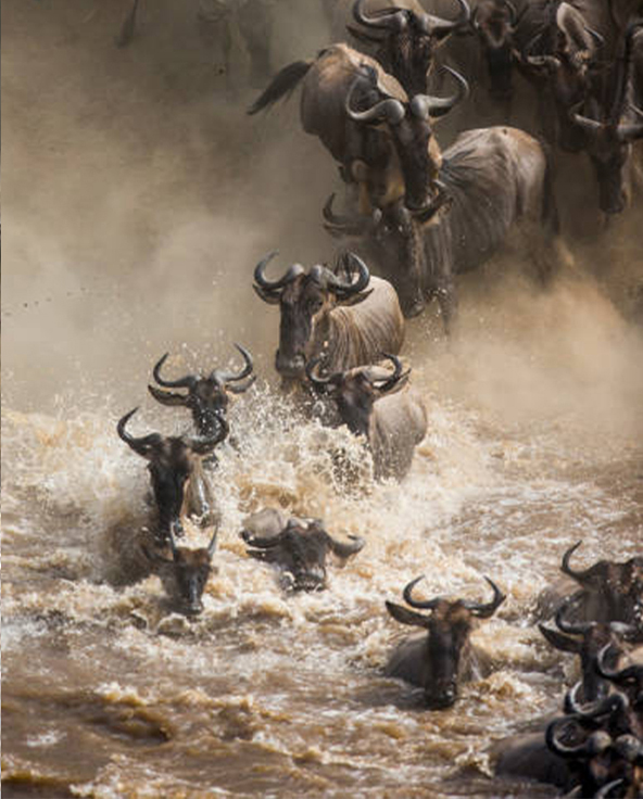 Wildebeest cross a river in Tanzania