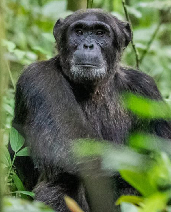 young chimp sitting in the tree branches in kibale national park in uganda