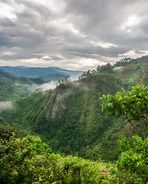 A view looking over the treetops of Bwindi Impenetrable Forest Uganda
