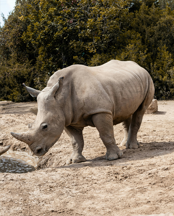 a single rhino stood on the plains in ol pejeta conservancy in kenya east africa - asilia africa