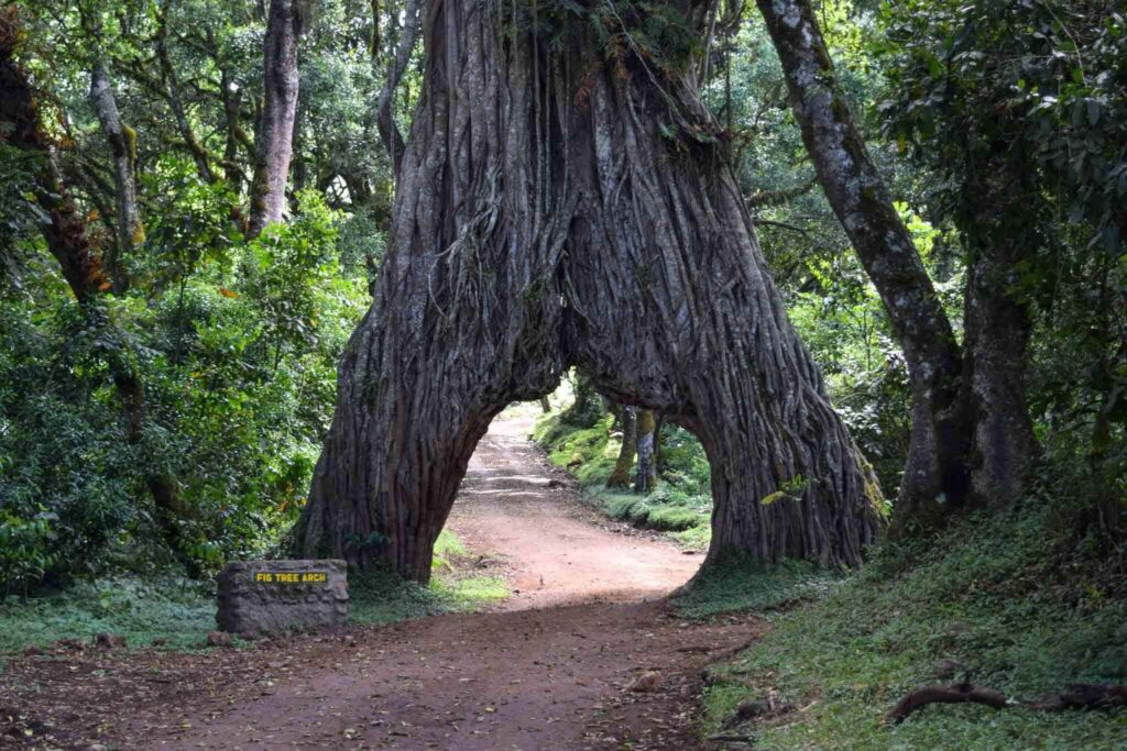 Arusha-National-Park-Tree