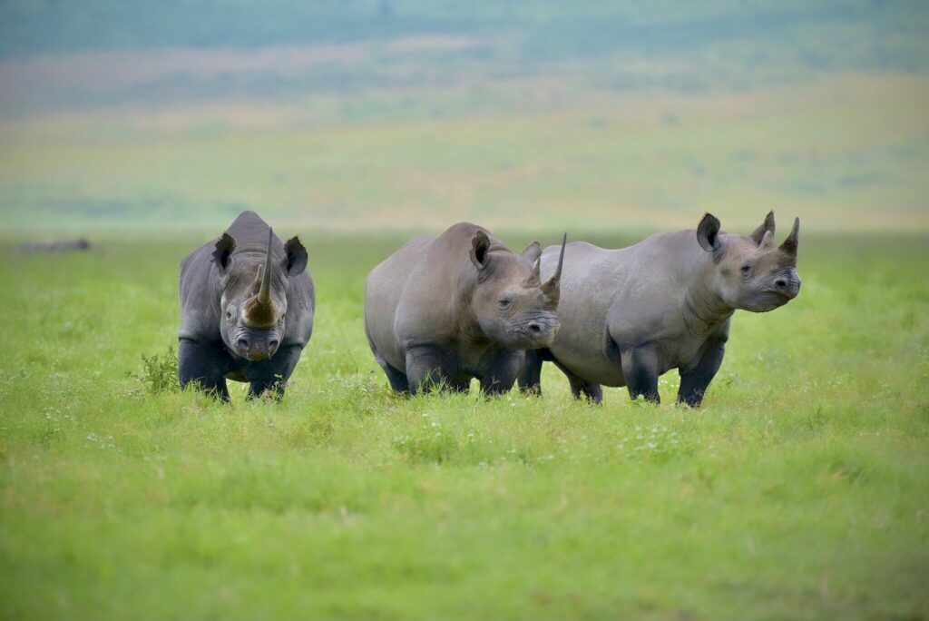 Ngorongoro crater