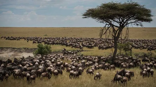 Serengeti-Great-Wildebeest-Migration-In-November-Is-It-The-Right-Time-To-See