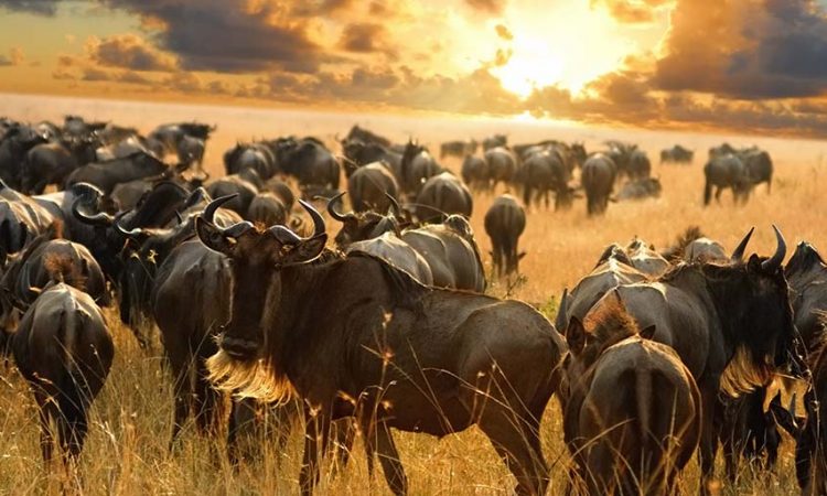 Serengeti-Wildebeest-Migration-Safari-10-Days-750x450