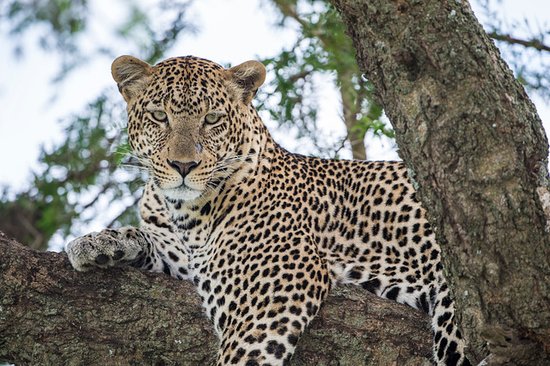 leopard-in-the-serengeti
