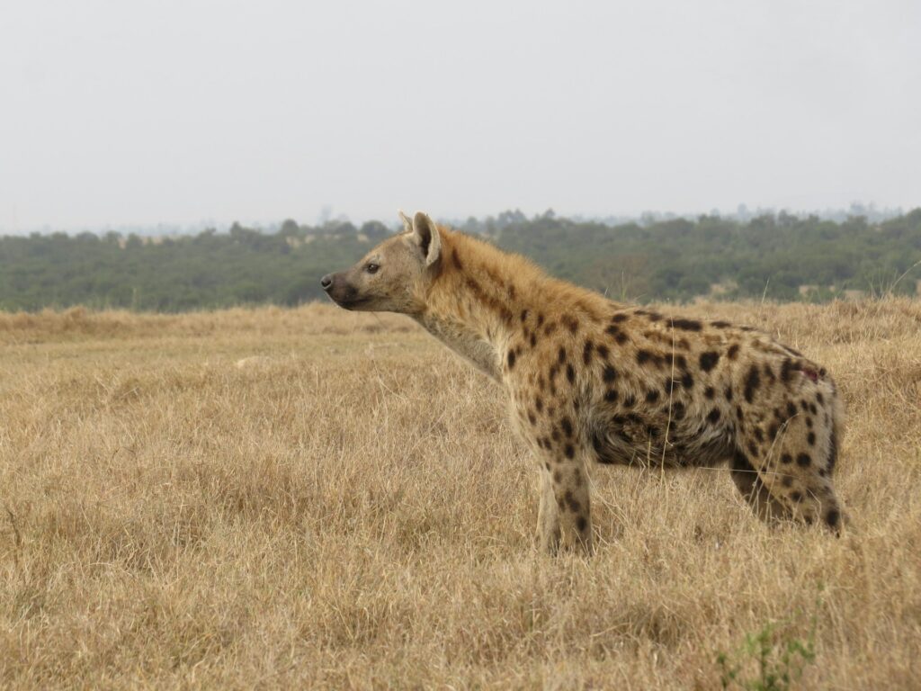 Ol Pejeta - Asali travel