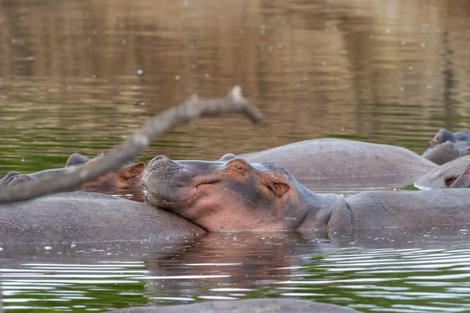 Crocodile - Asali travel