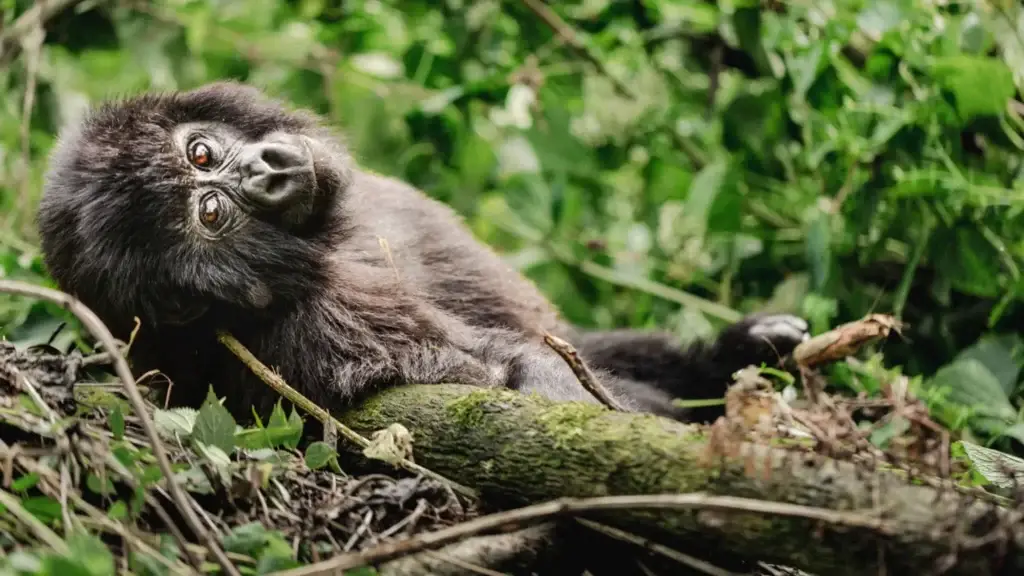 baby-gorilla-laying-in-the-trees-bwindi-uganda-2048x1152.jpg