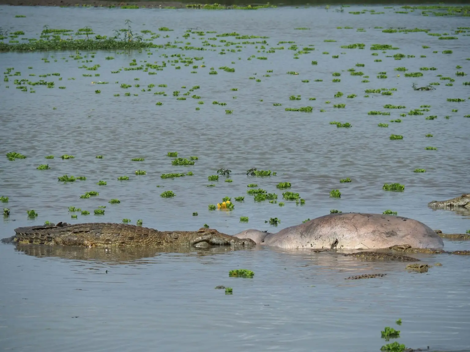 Hippo - Asali Travel