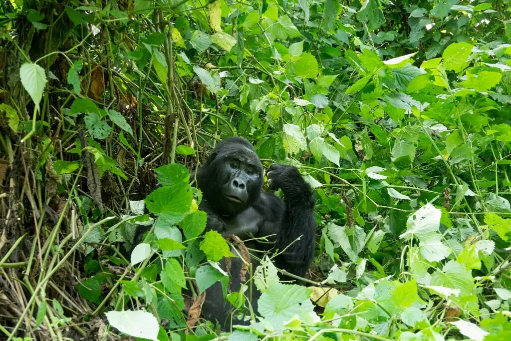 Mgahinga Gorilla Trekking Asali Travel