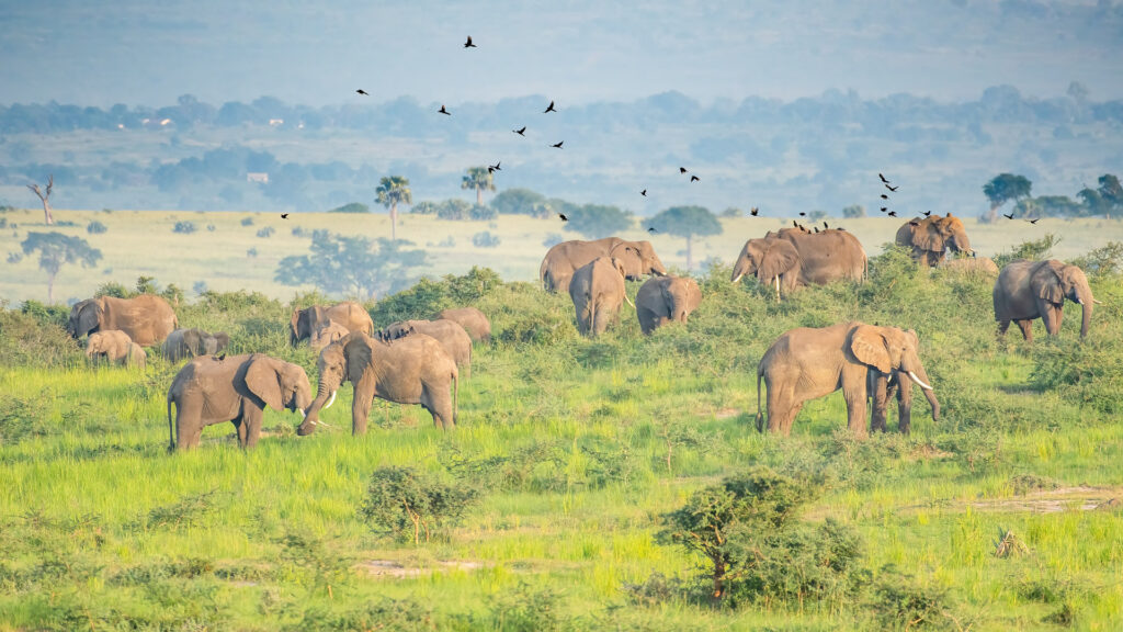 Large-herd-of-African-Elephants-Murchison-Falls-National-Park-Uganda