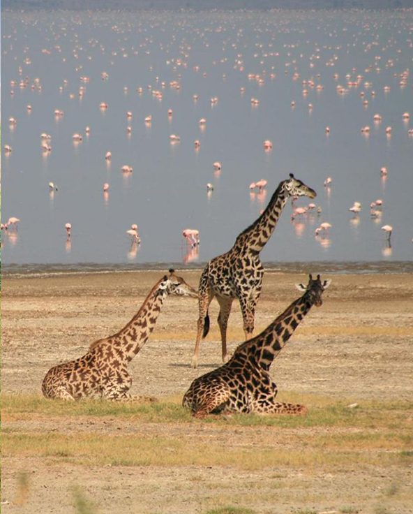 A-Hippo-in-Lake-Manyara-Arusha-Tanzania
