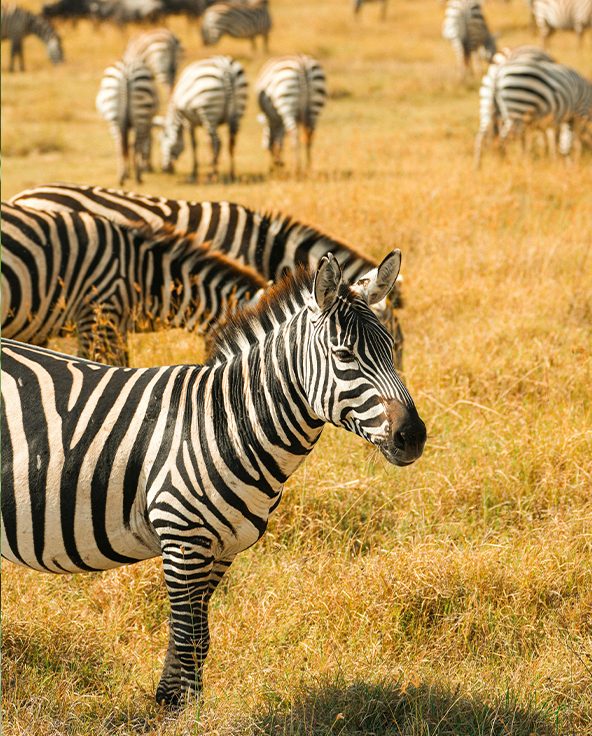 Destinations-Masai-Mara-Serval