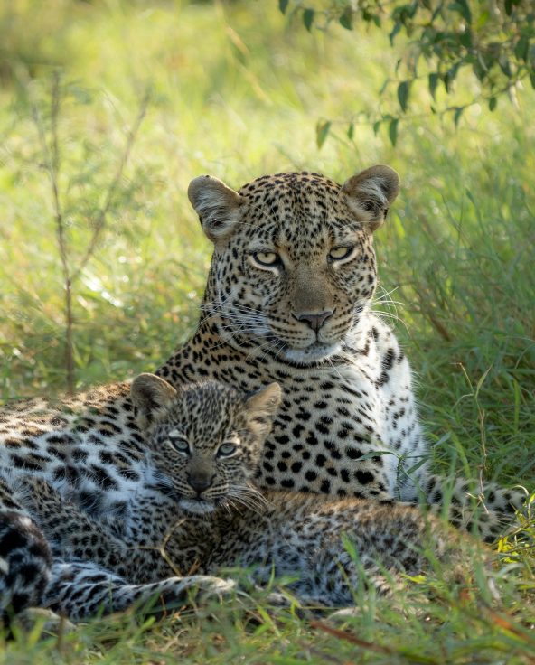 asali travel Leopard