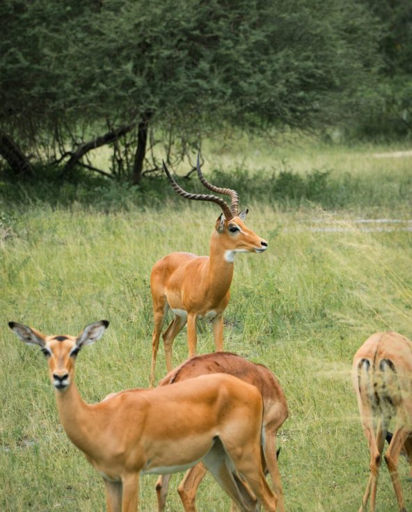 bart-van-der-lugt-jcQDPsceXkE-unsplash