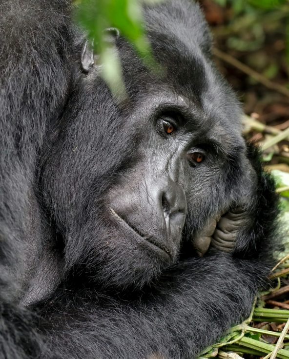 Gorilla trekking rwanda - asali travel
