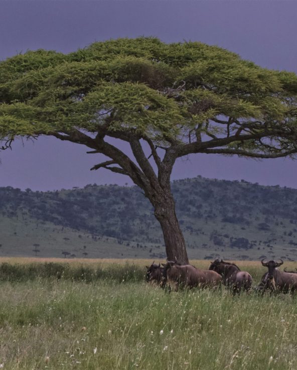 etienne-steenkamp-wmJt72aLPQw-unsplash