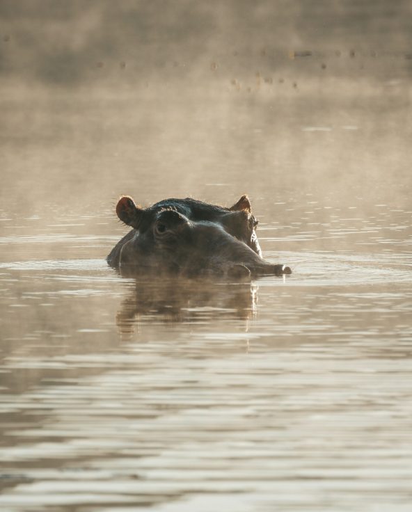 hippo - asali travel