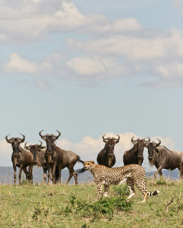 serengeti national park - asali travel