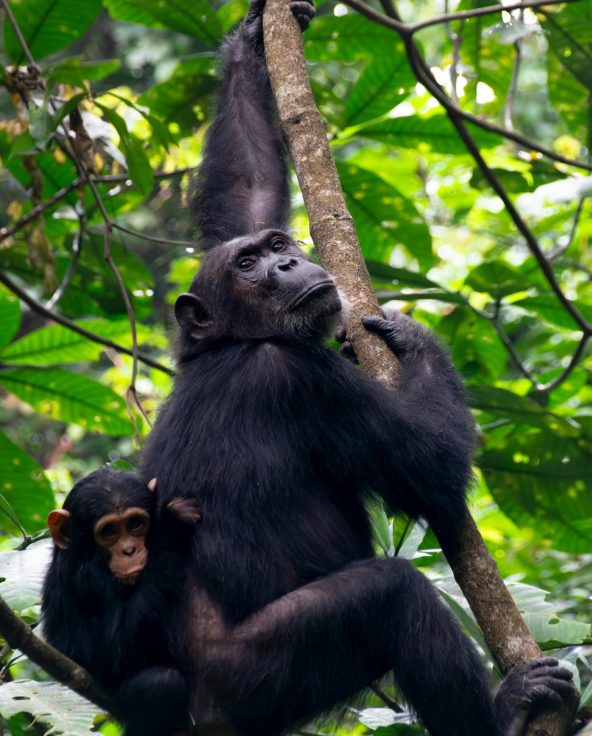 asali travel chimpanzees