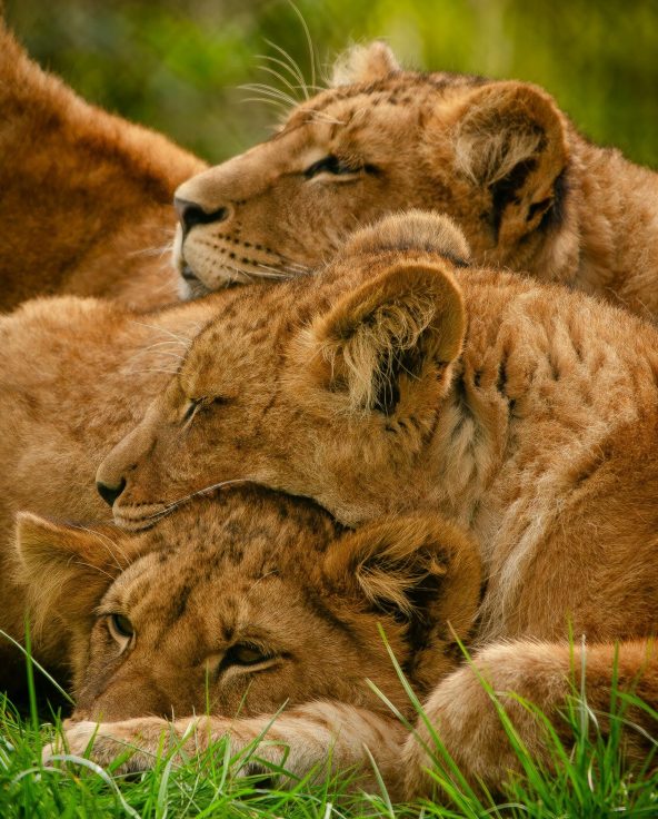 pexels-leon-aschemann-734730704-26731669