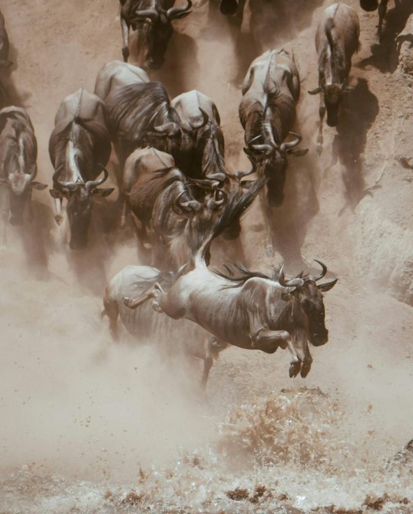 pexels-maurits-bausenhart-1112663191-26052413