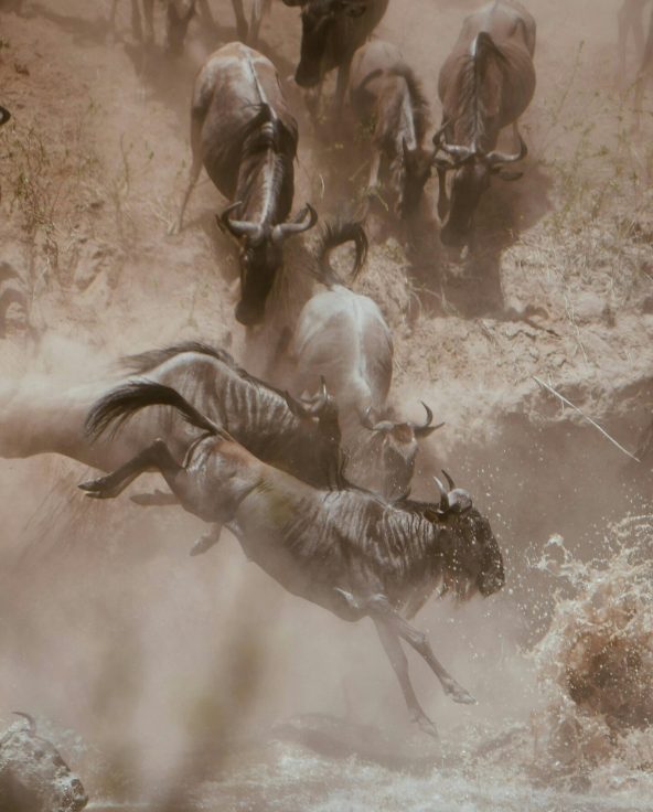 pexels-maurits-bausenhart-1112663191-26052417