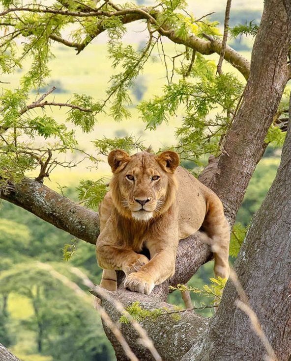 queen-elizabeth-national-park-uganda