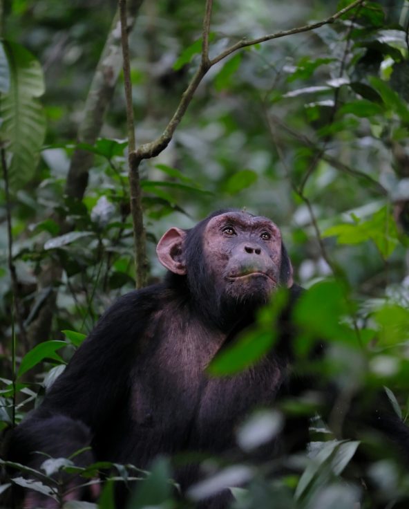 simone-dinoia-LbrmBYDnWQI-unsplash