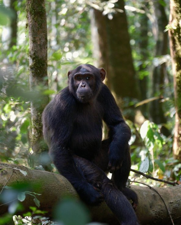 uganda gorillas - asali travel