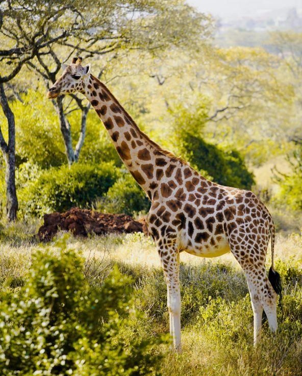 Tarangire - asali travel